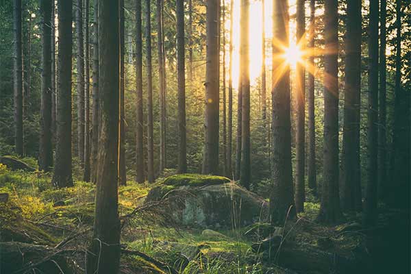 Natur vermittelt Geborgenheit